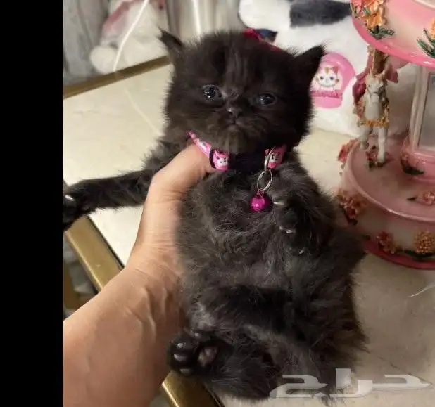 قطط سكوتش فولد وسكوتش ستريت وشيرازي تايقر للتبني برسوم 15