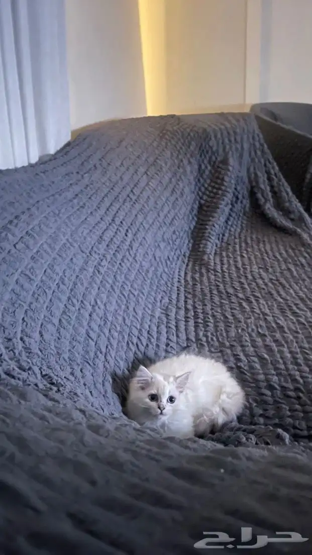 كيتن اثنى شيرازي 5