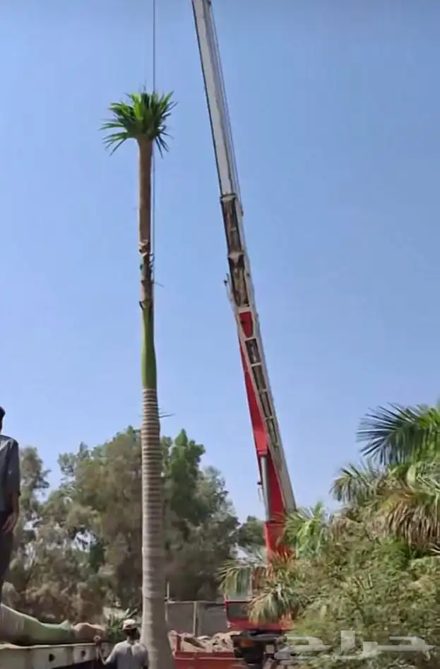 نخيل ملوكي نخيل نارجيل نخيل واشنطني بسعار مناسبه 12