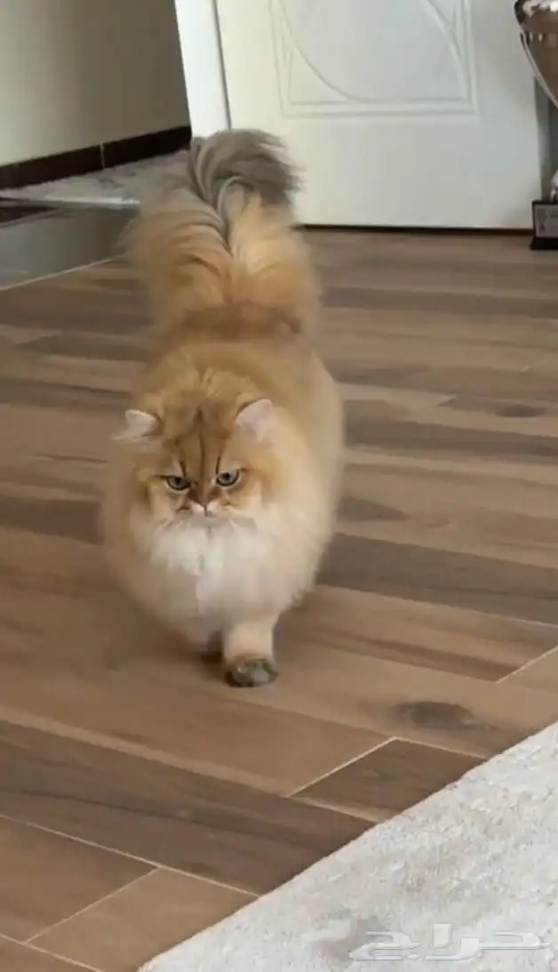 مطلوب كيتن برتش لونق هير. بسعر معقول ويكون بيور نفس الى 1