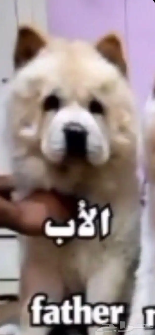 للبيع كلابه تشاو تشاو بيور بيور الأصل والحجم ماشاءالله 8