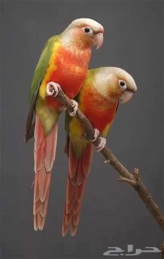 متوفر زوج كنيور انناسي منتج شرط 0