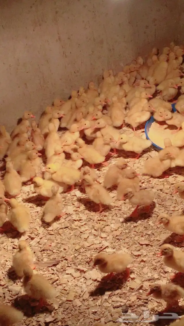 صوص بط بكين 0