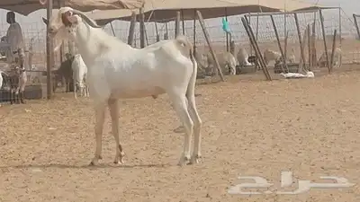 تيس بيشي فحل للبيع index