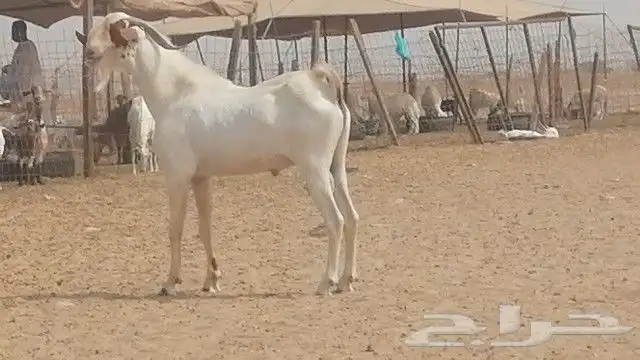 تيس بيشي فحل للبيع 6