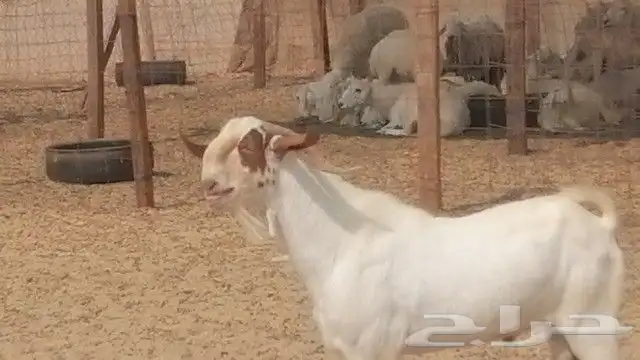 تيس بيشي فحل للبيع 2