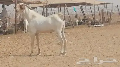 تيس بيشي فحل للبيع index