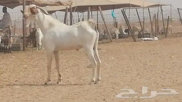 تيس بيشي فحل للبيع 8