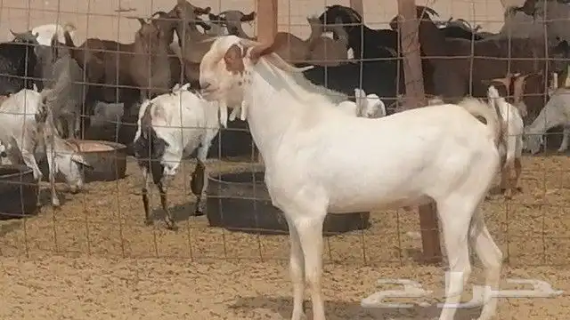 تيس بيشي فحل للبيع 3