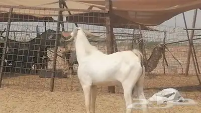 تيس بيشي فحل للبيع index