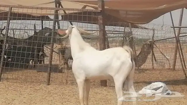 تيس بيشي فحل للبيع 7