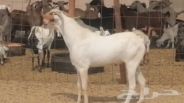 تيس بيشي فحل للبيع 0