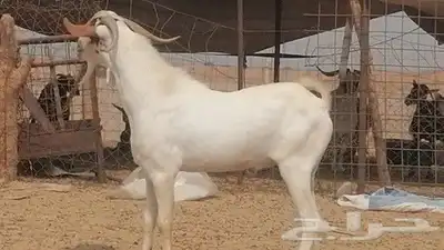 تيس بيشي فحل للبيع index