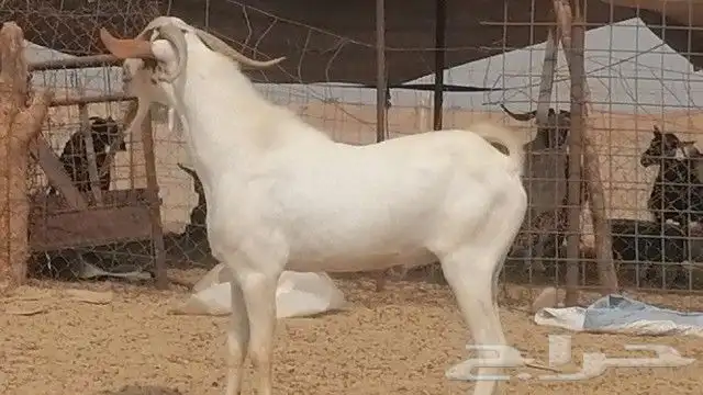 تيس بيشي فحل للبيع 5