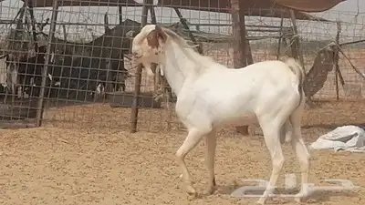 تيس بيشي فحل للبيع index