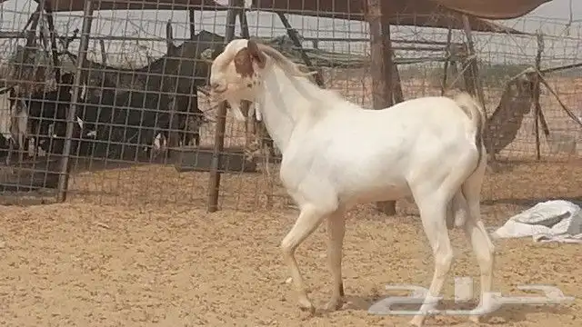 تيس بيشي فحل للبيع 4