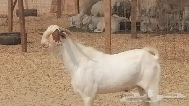 تيس بيشي فحل للبيع 1