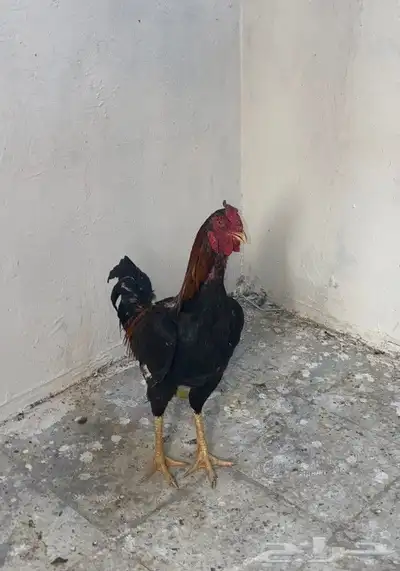 ديك باكستاني مطور index