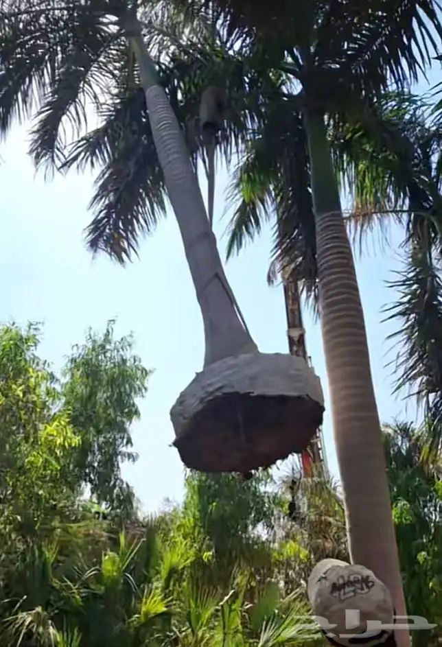 نخيل ملوكي نخيل نارجيل نخيل واشنطني بسعار مناسبه 13