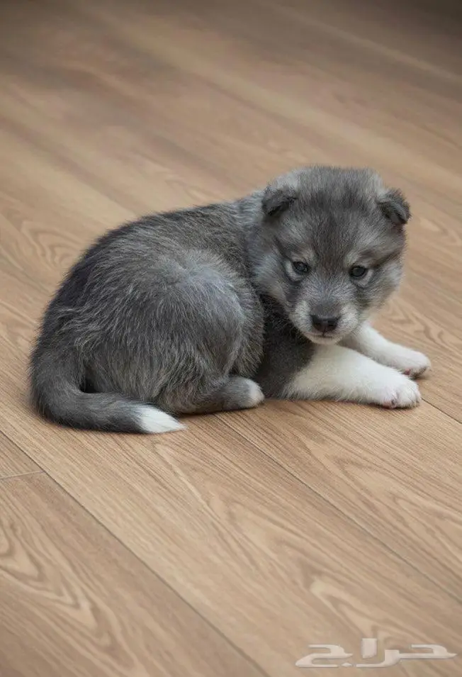 جراء هاسكي احجام ممتازه 4