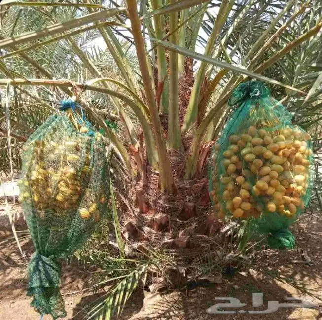 نخل مثمر نقايل نخل واشنطني اخلاص سكري برحي صقعي شيشي هلالي م 5