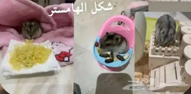 هامستر انثى 0