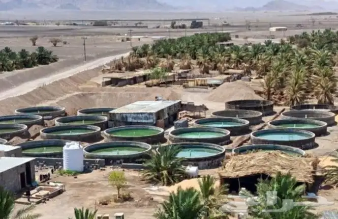 خزانات دايري حق سم  شغل نيظف شعل ممتاز خزان مبروم خزان حق سم 0