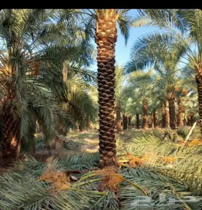 نقوم بجميع اعمال نخيل 4