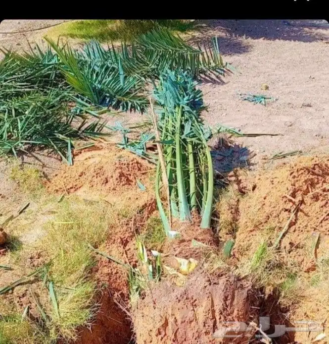 نقوم بجميع اعمال نخيل 0