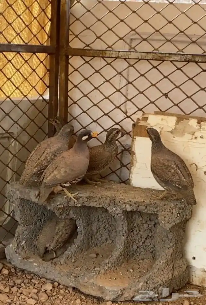 حجل البيع جوزين واذكر 0