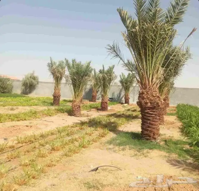 نخل مثمر نقايل نخل واشنطني اخلاص سكري برحي صقعي شيشي هلالي م 3