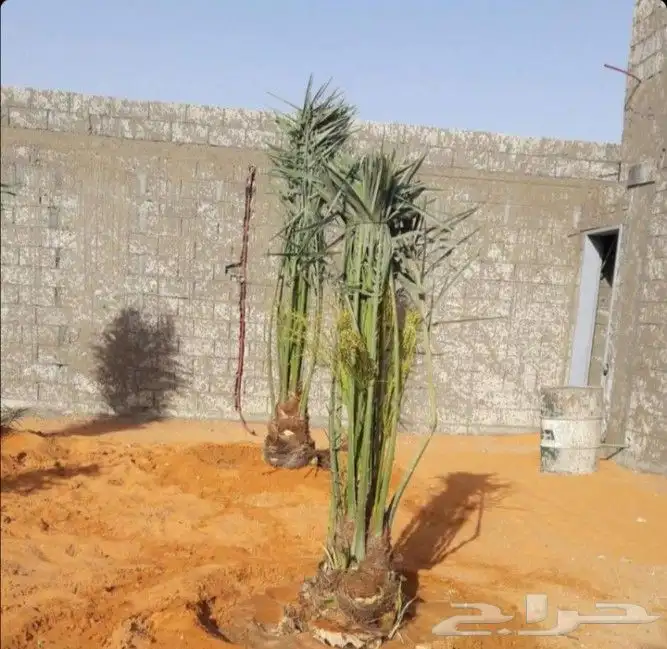 نخل مثمر نقايل نخل واشنطني اخلاص سكري برحي صقعي شيشي هلالي م 2