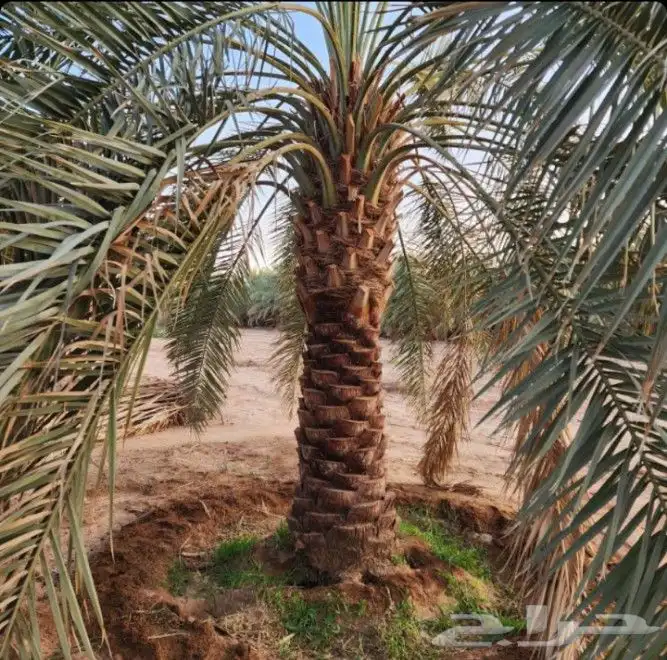 نخل مثمر نقايل نخل واشنطني اخلاص سكري برحي صقعي شيشي هلالي م 4