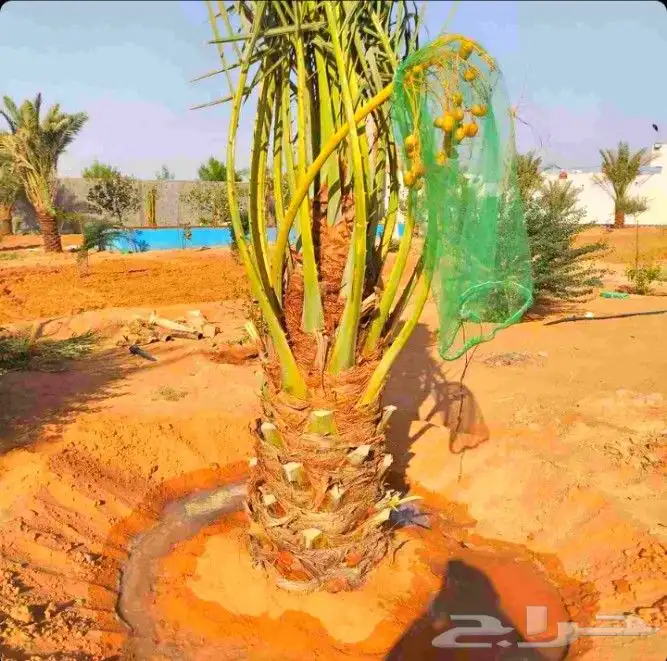 نخل مثمر نقايل نخل واشنطني اخلاص سكري برحي صقعي شيشي هلالي م 0