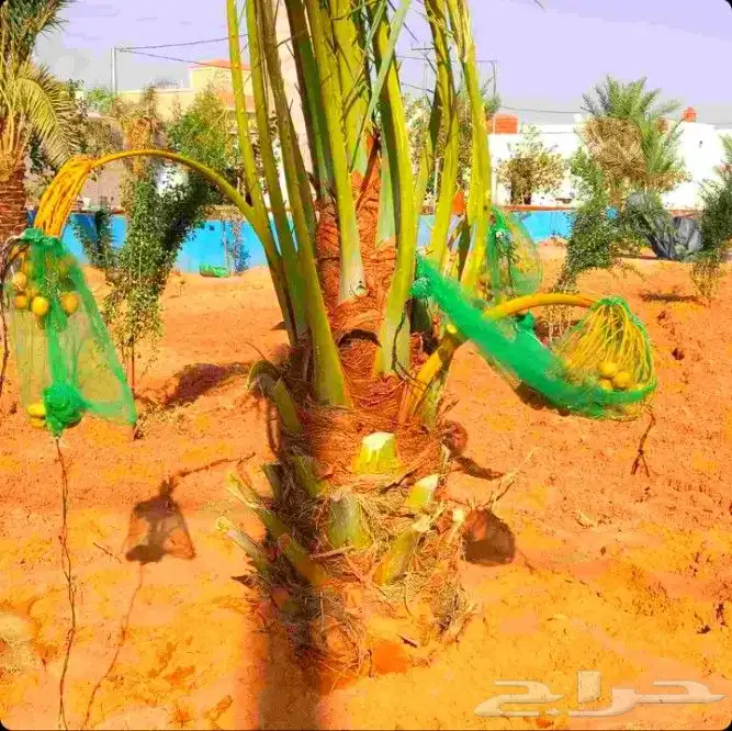 نخل مثمر نقايل نخل واشنطني اخلاص سكري برحي صقعي شيشي هلالي م 1