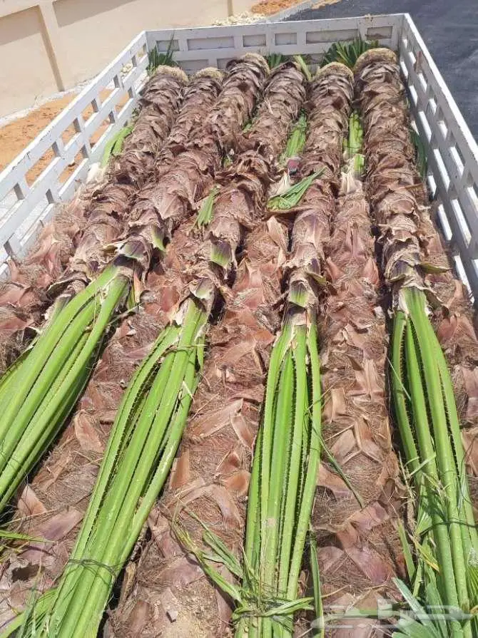 نخل وشنطني زينه 2