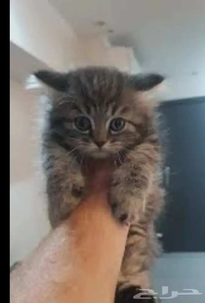 قطط سكوتش فولد وسكوتش ستريت وشيرازي تايقر للتبني برسوم 0