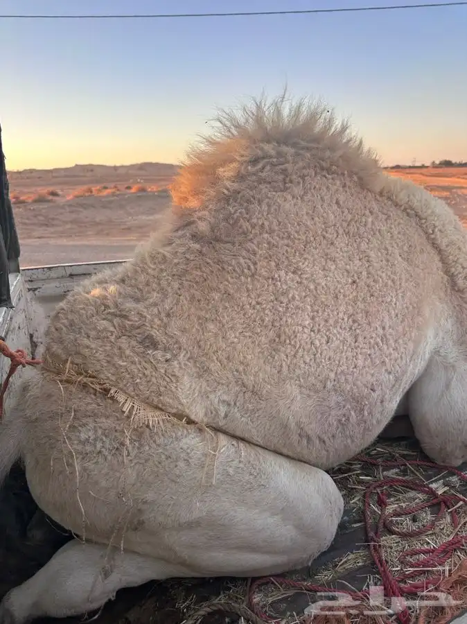 قعود للبيع 1