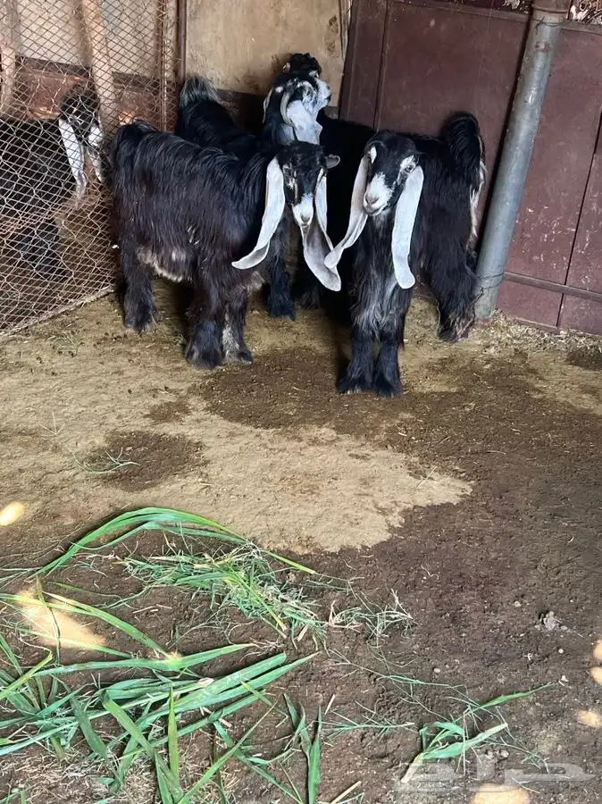 تم البيع الله يبارك لراعيهن 0