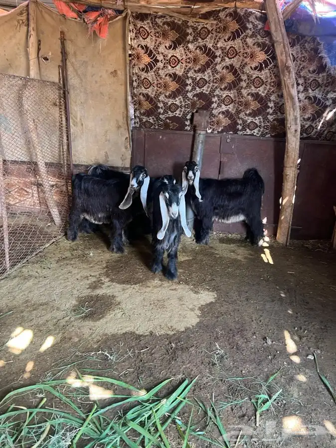 تم البيع الله يبارك لراعيهن 1