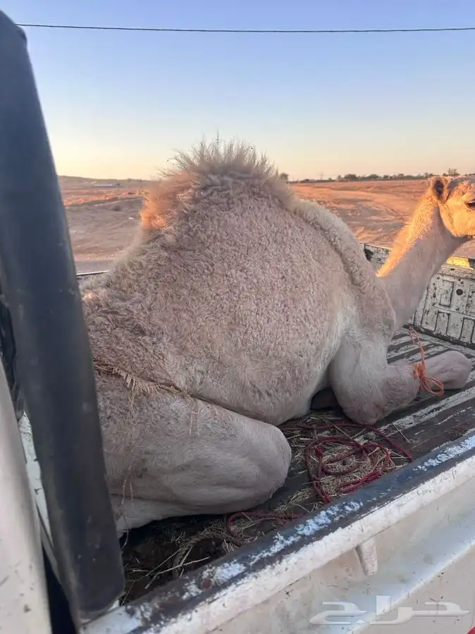 قعود للبيع 0