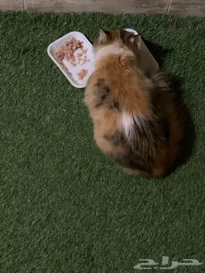 قطه ضايعه index