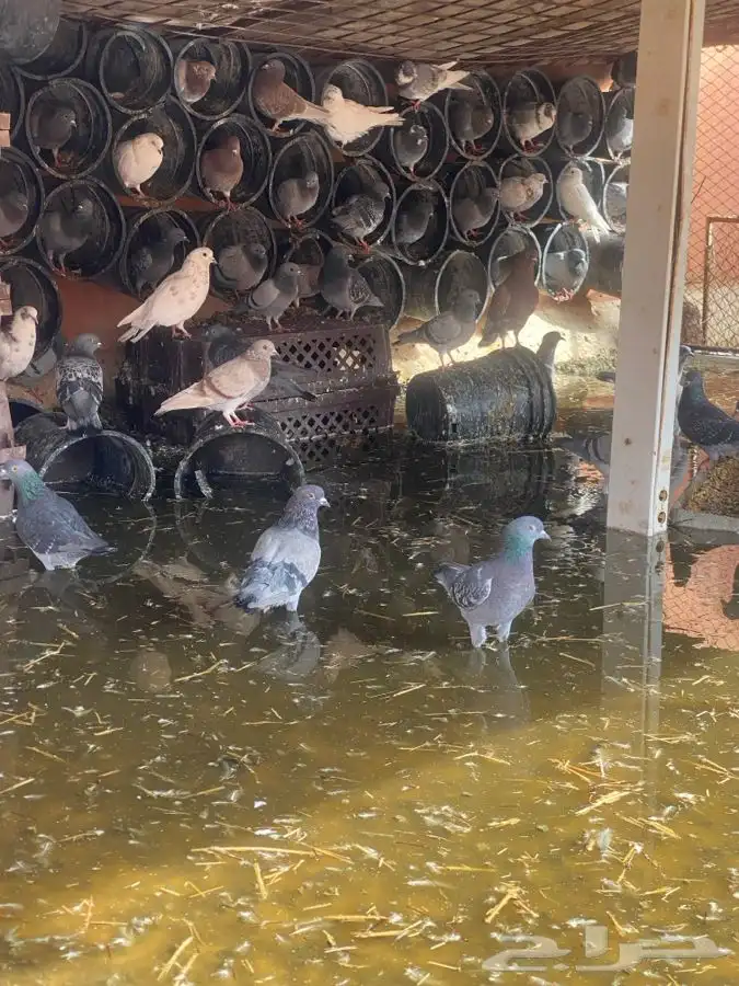 للبيع حمام عدي العددتغريب 40زوج يزود او ينقص 3