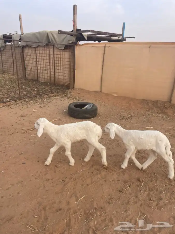 دواغير خروفين ورخل 1