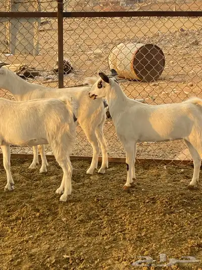 معزا للبيع index