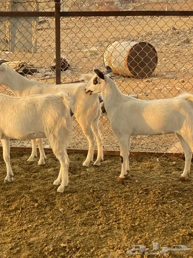 معزا للبيع 0