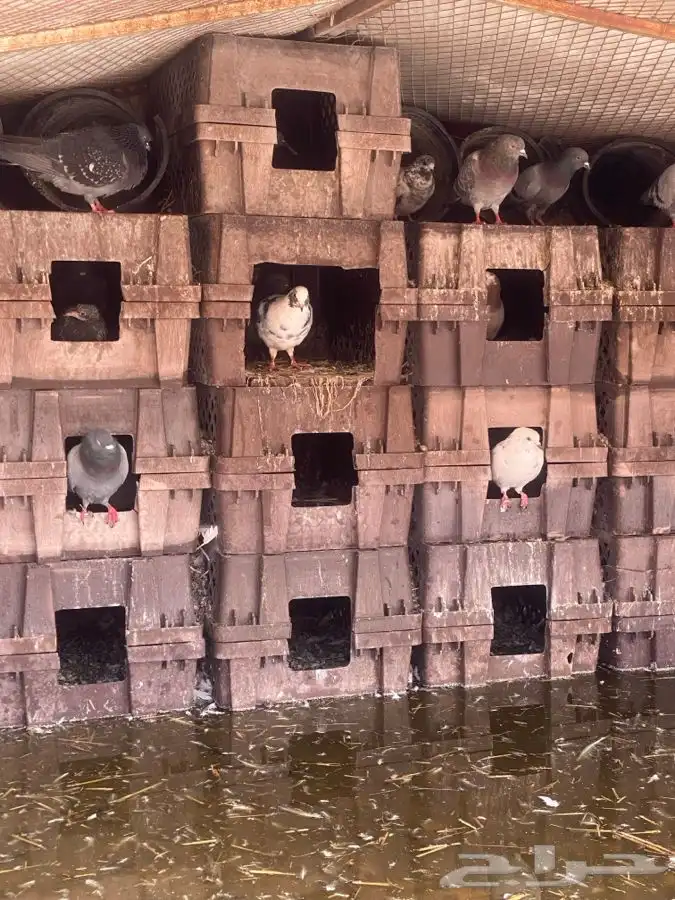 للبيع حمام عدي العددتغريب 40زوج يزود او ينقص 4