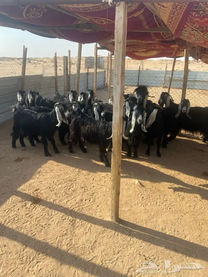 معزاء عوارض للبيع 1