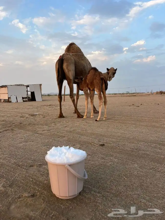 خلفه مصغر كفو حليب سكر وهداوه 0