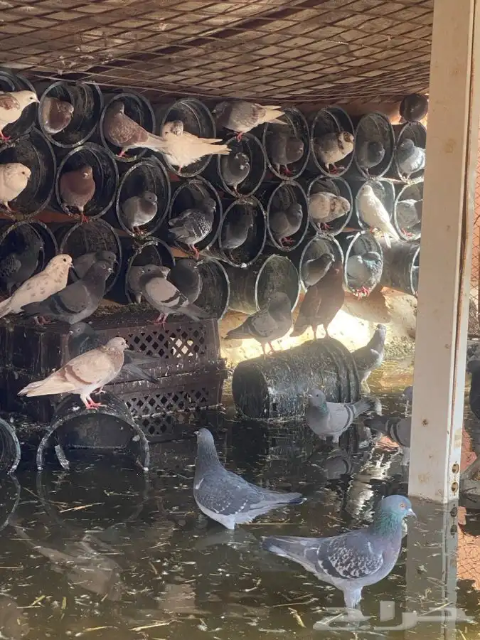 للبيع حمام عدي العددتغريب 40زوج يزود او ينقص 2